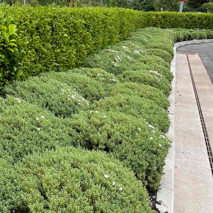 Hebe Topiaria