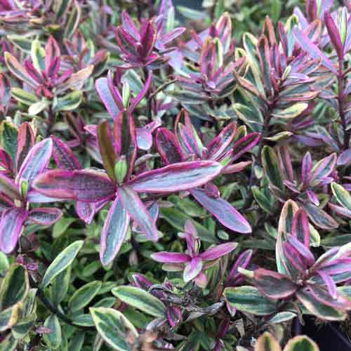 Hebe Wild Romance Pot Grown