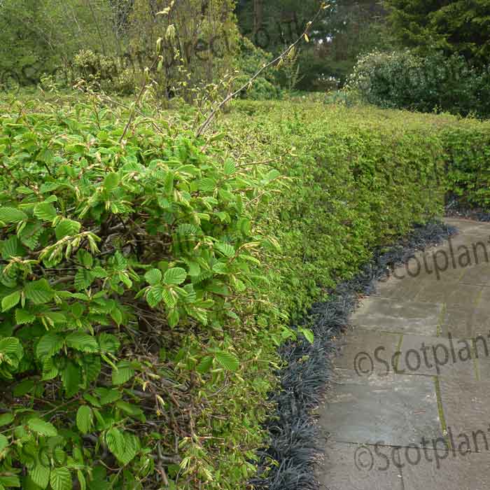 Bareroot Value Hedge Mix 40 Metres