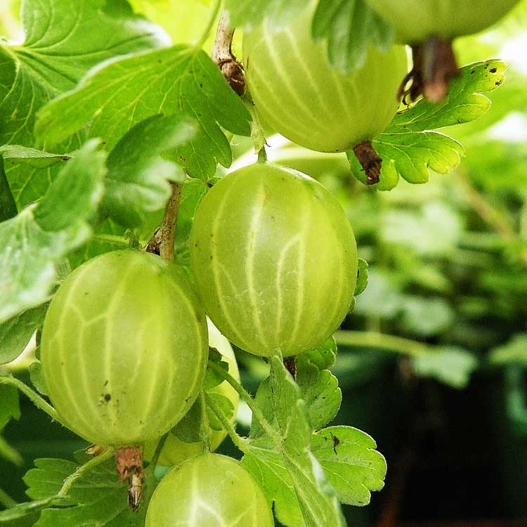 Ribes uva crispa Green Gooseberry Hinnomaki Green Bareroot