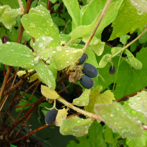 Honeyberry Plant Lonicera caerulea Singolaska and Wojtek