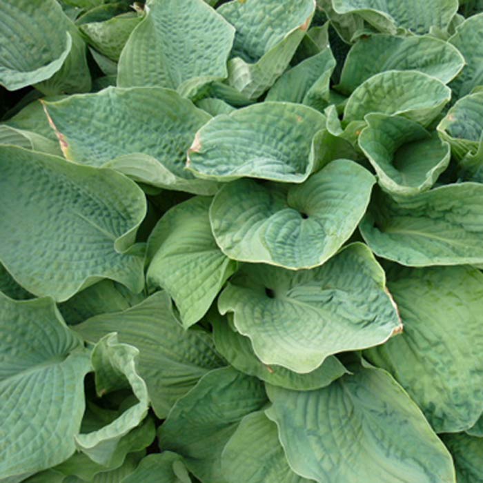 Hosta Big Daddy Pot Grown