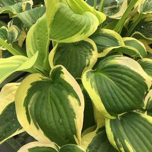 Hosta Wide Brim Pot Grown