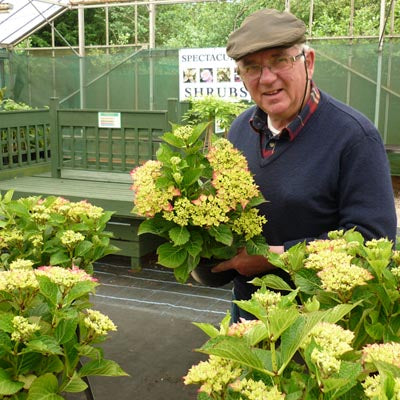 Hydrangea Macrophylla Hot Red