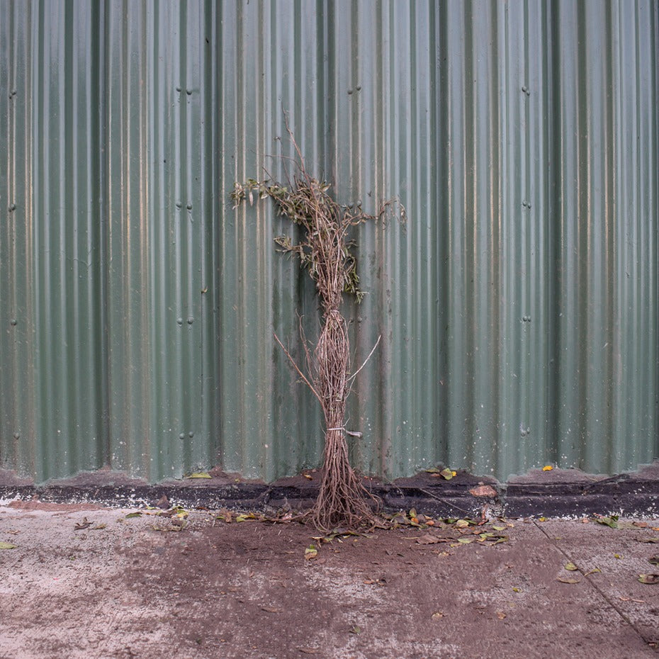 Sea Buckthorn 40/60cm Bare Root (Hippophae rhamnoides)