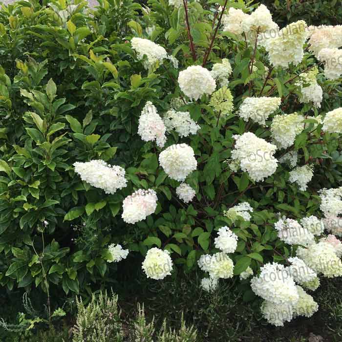 Hydrangea paniculata Sundae Fraise