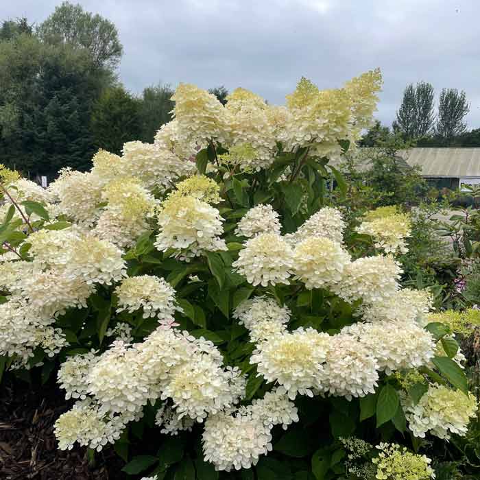 Hydrangea paniculata Grandiflora