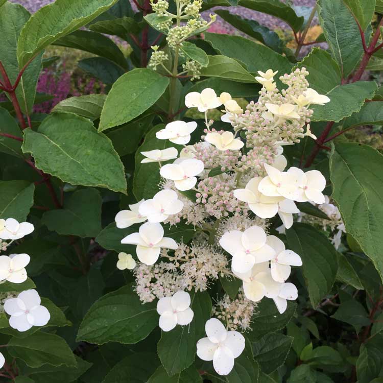 Hydrangea petiolaris Climbing Hyndrangea