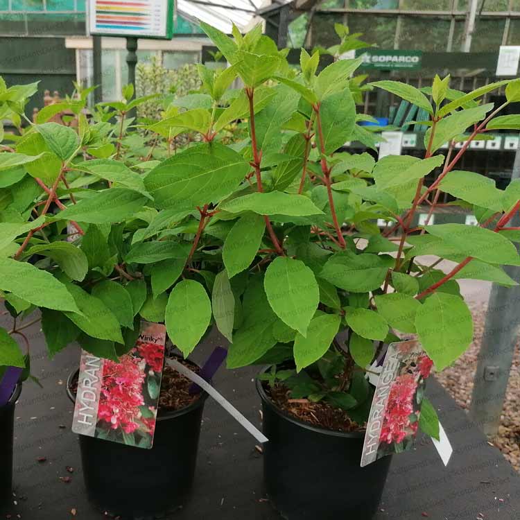 Hydrangea paniculata Pinky Winky