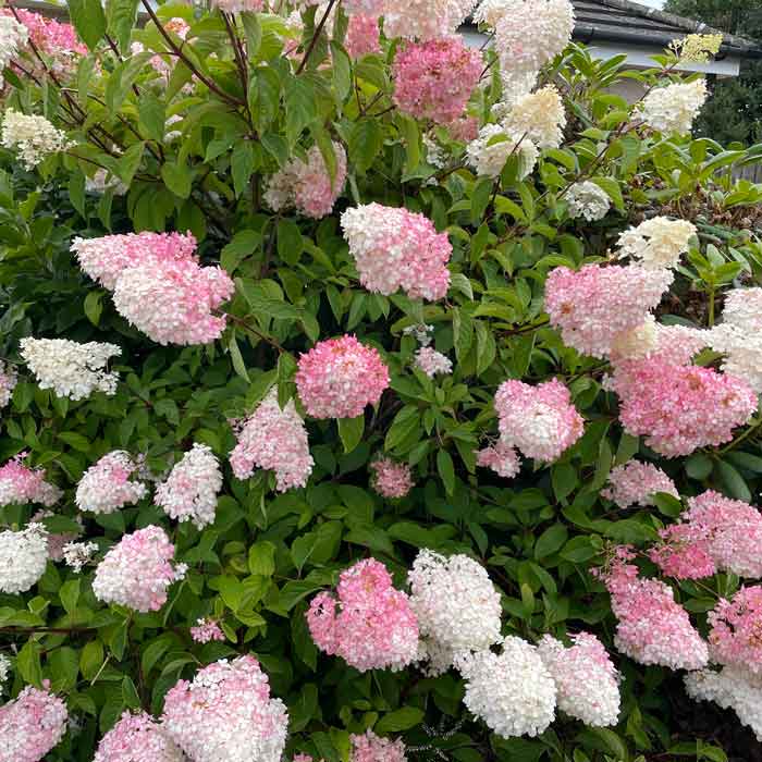 Hydrangea paniculata Sundae Fraise
