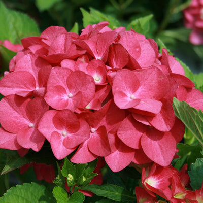 Hydrangea Macrophylla Hot Red