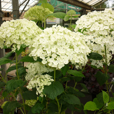 Hydrangea Incrediball Large Blooms