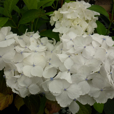 Hydrangea mac Mme Mouilliere