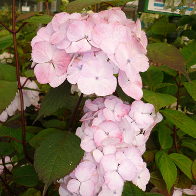 Hydrangea serrata Preziosa