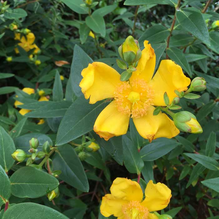 Hypericum Hidcote St John’s Wort Plant