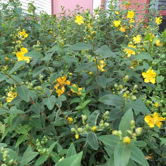 Hypericum Hidcote St John’s Wort Plant