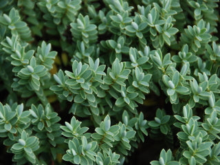 Hebe 'Wiri Mist' (Shrubby Veronica)