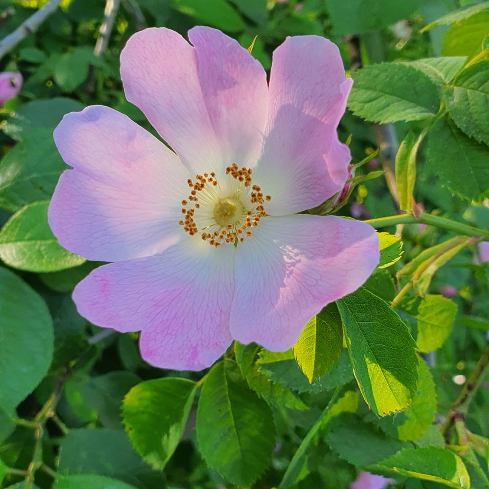 Dog Rose 40/60cm Pot Grown (Rosa canina)