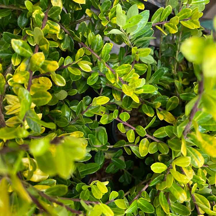 Pot Grown Ilex crenata Golden Gem Japanese Box Leaved Holly - Pot Grown