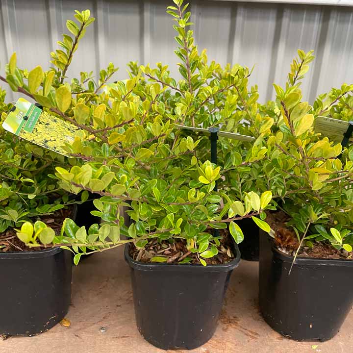 Pot Grown Ilex crenata Golden Gem Japanese Box Leaved Holly - Pot Grown