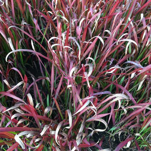 Ornamental Grass Imperata Red Baron