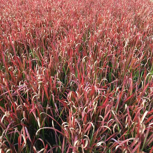 Ornamental Grass Imperata Red Baron