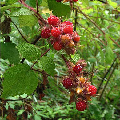 Pot Grown Japanese Wineberry Self Fertile Sweet