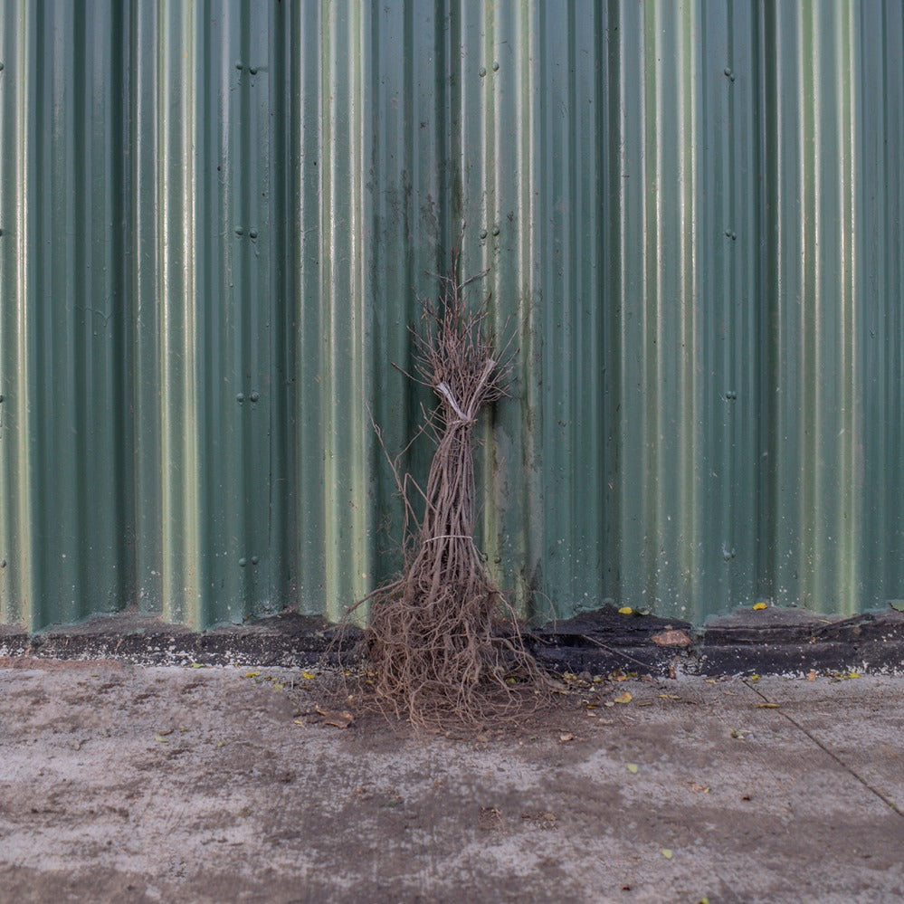 Juneberry 40/60cm Bare Root (Amelanchier canadensis)