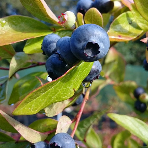 Blueberry Jersey 60/90cm Pot Grown (Vaccinium corymbosum 'Jersey')