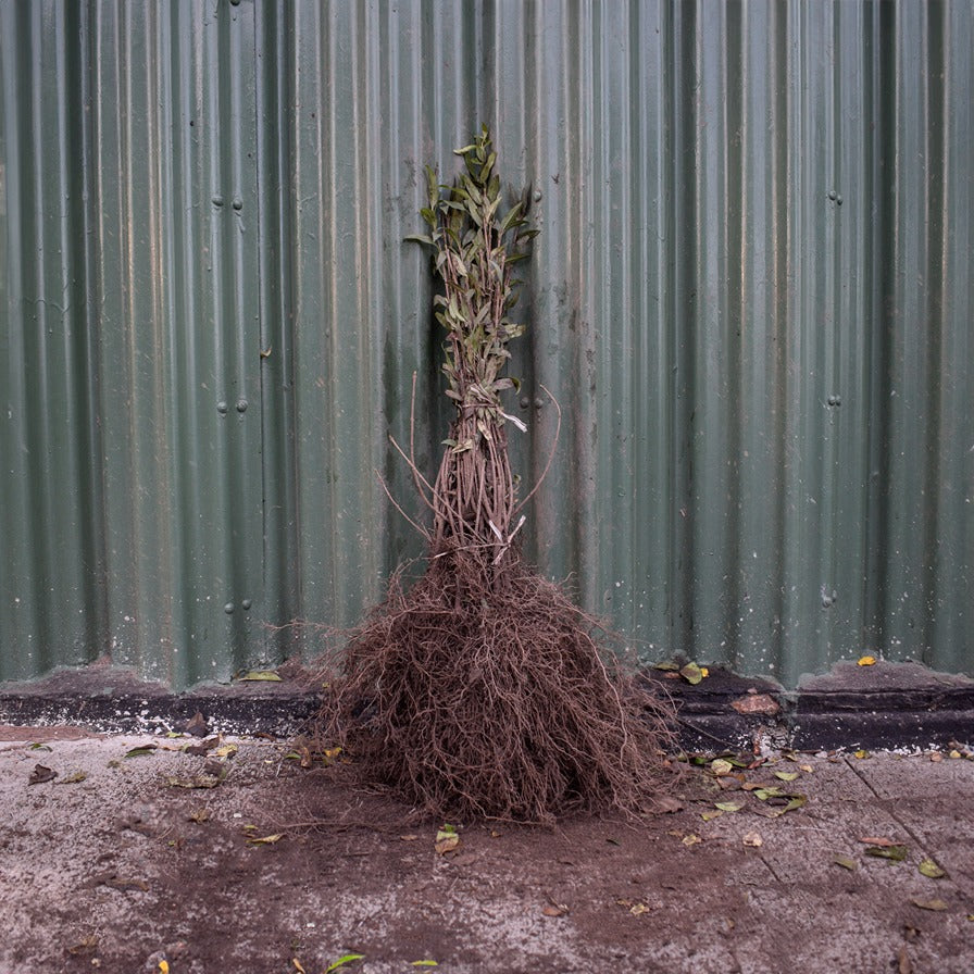 Green Privet 40/60cm Bare Root (Ligustrum ovalifolium)