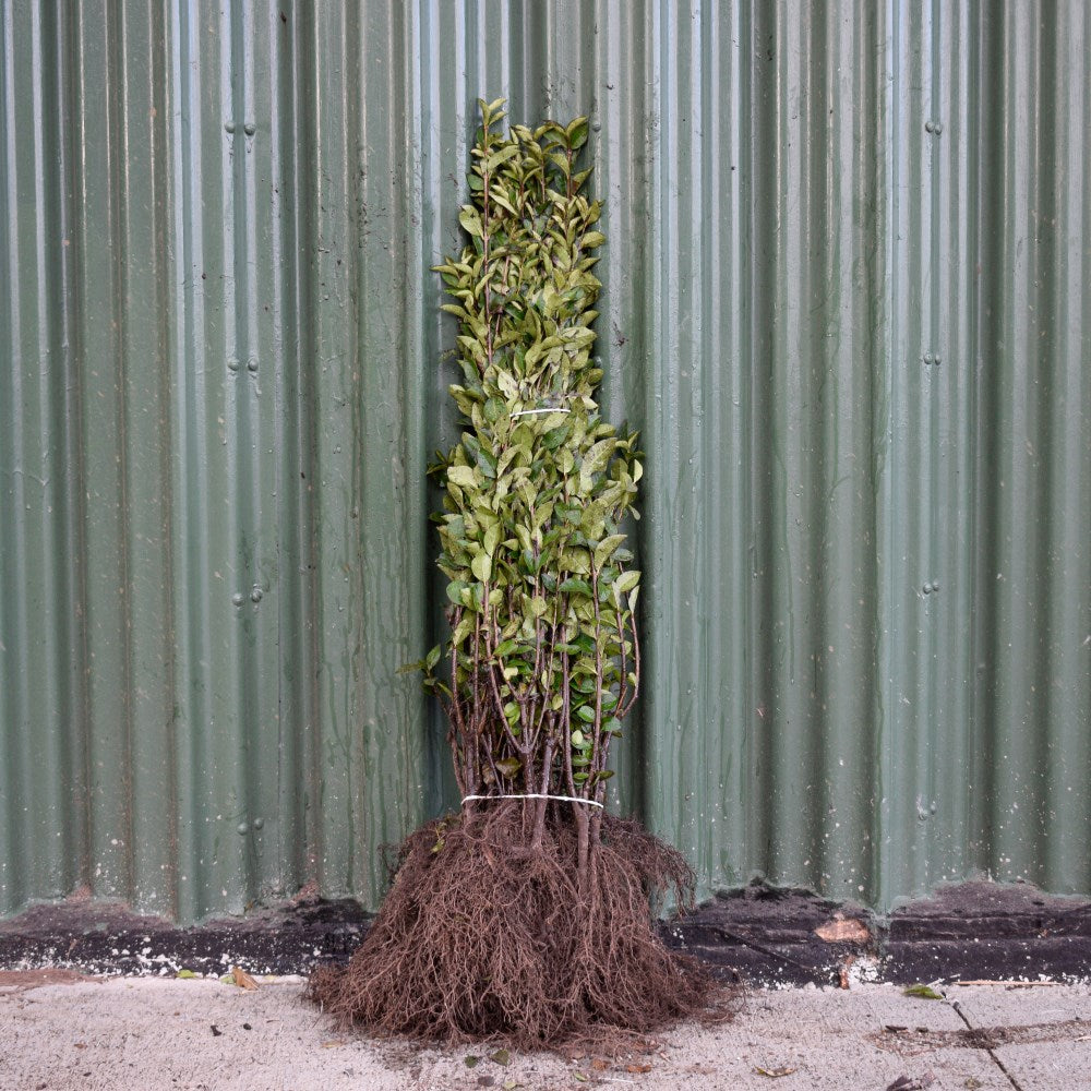 Green Privet 60/80cm Bare Root (Ligustrum ovalifolium)