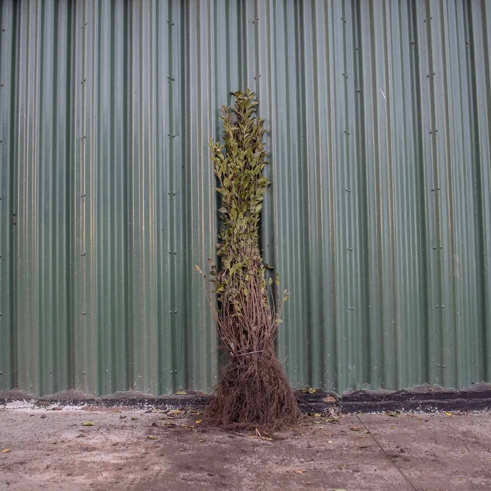 Green Privet 80/100cm Bare Root (Ligustrum ovalifolium)