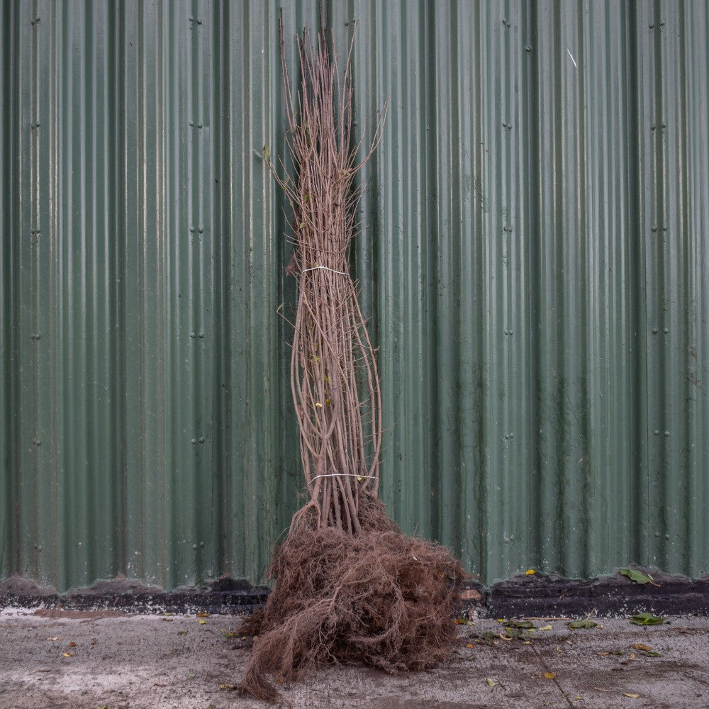 Wild Privet 40/60cm Bare Root (Ligustrum vulgare)