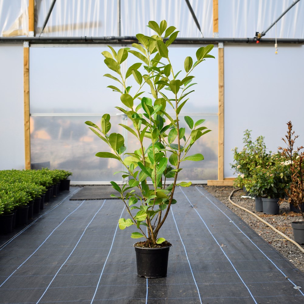 90-120cm 7.5L Pot Grown Common Laurel (Prunus laur. Rotundifolia)