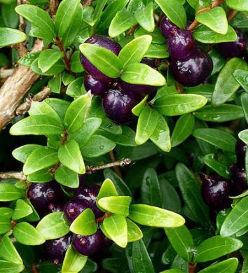 Lonicera Pileata Evergreen