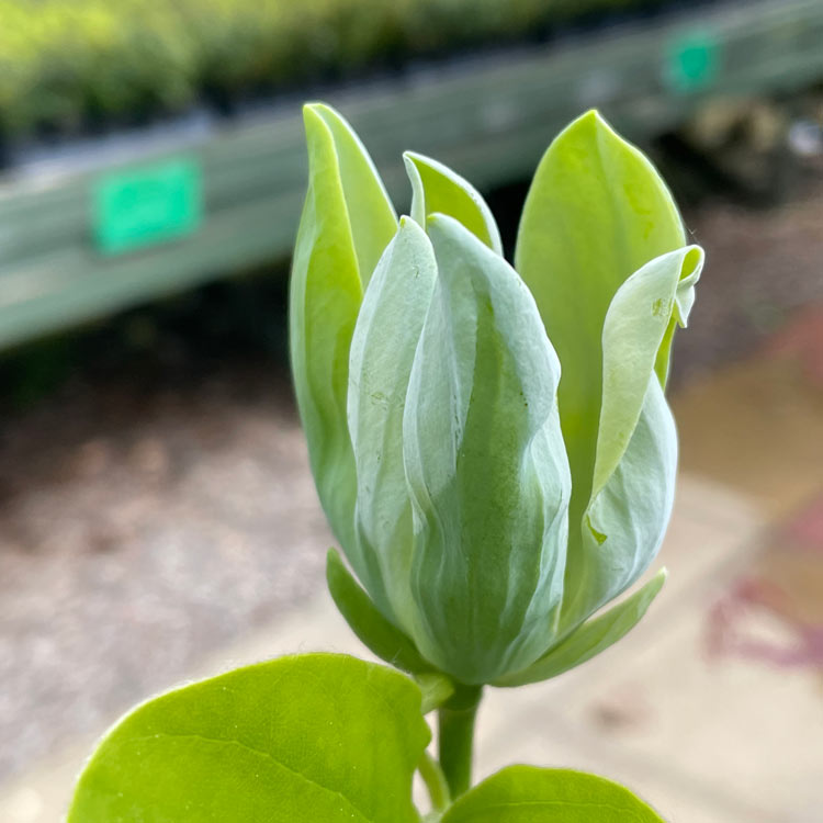 Magnolia acuminata Blue Baby