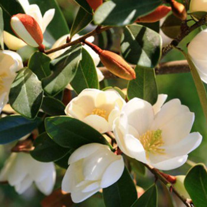 Magnolia Fairy Cream