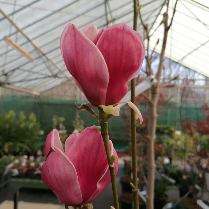 Magnolia Genie Flowering Red Magnolia Tree