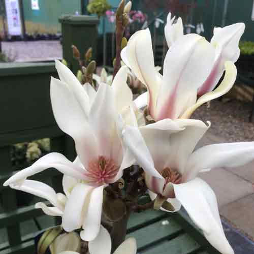 Magnolia denudata Sunrise