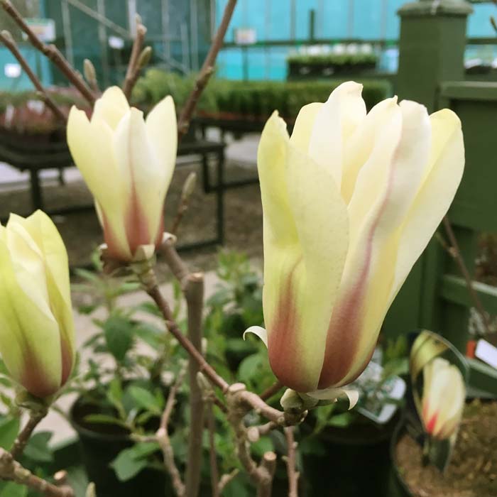Magnolia denudata Sunrise