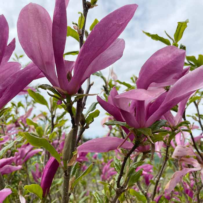 Magnolia Susan Pot Grown
