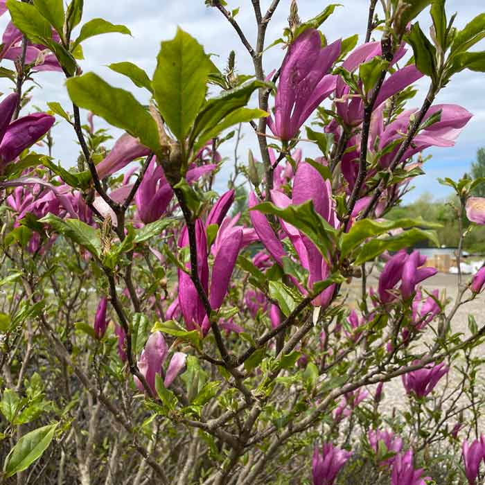 Magnolia Susan Pot Grown