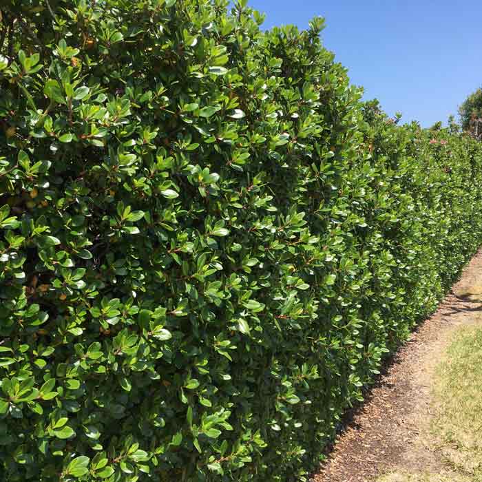Pot Grown Escallonia rubra Macrantha Hedge