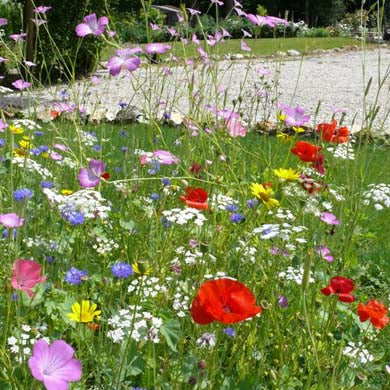 Mini Meadow Native Wild Flowers with Rootgrow 500ML