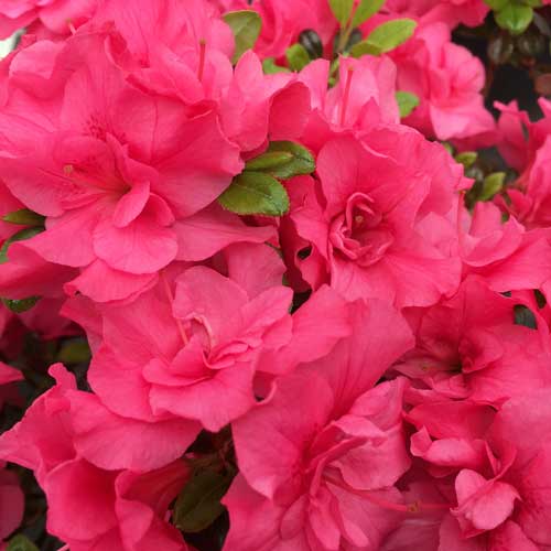 Azalea Melina Japanese Evergreen