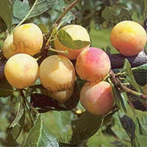 Plum Tree Mirabelle de Nancy Dessert