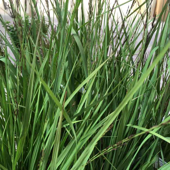 Ornamental Grass Molina fontane Purple Fontane