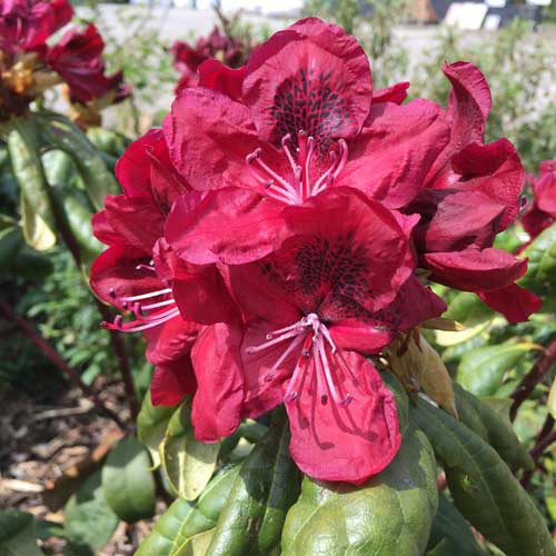 Rhododendron Mosers Maroon Hybrid