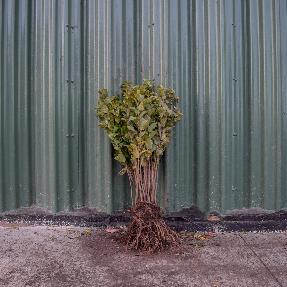 Crab Apple 40/60cm Bare Root (Malus sylvestris)