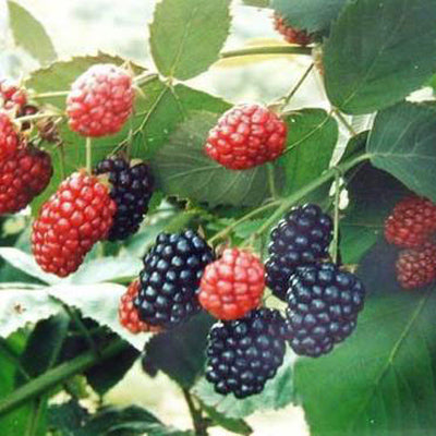 Pot Grown Black Mulberry Tree Bush Self Fertile